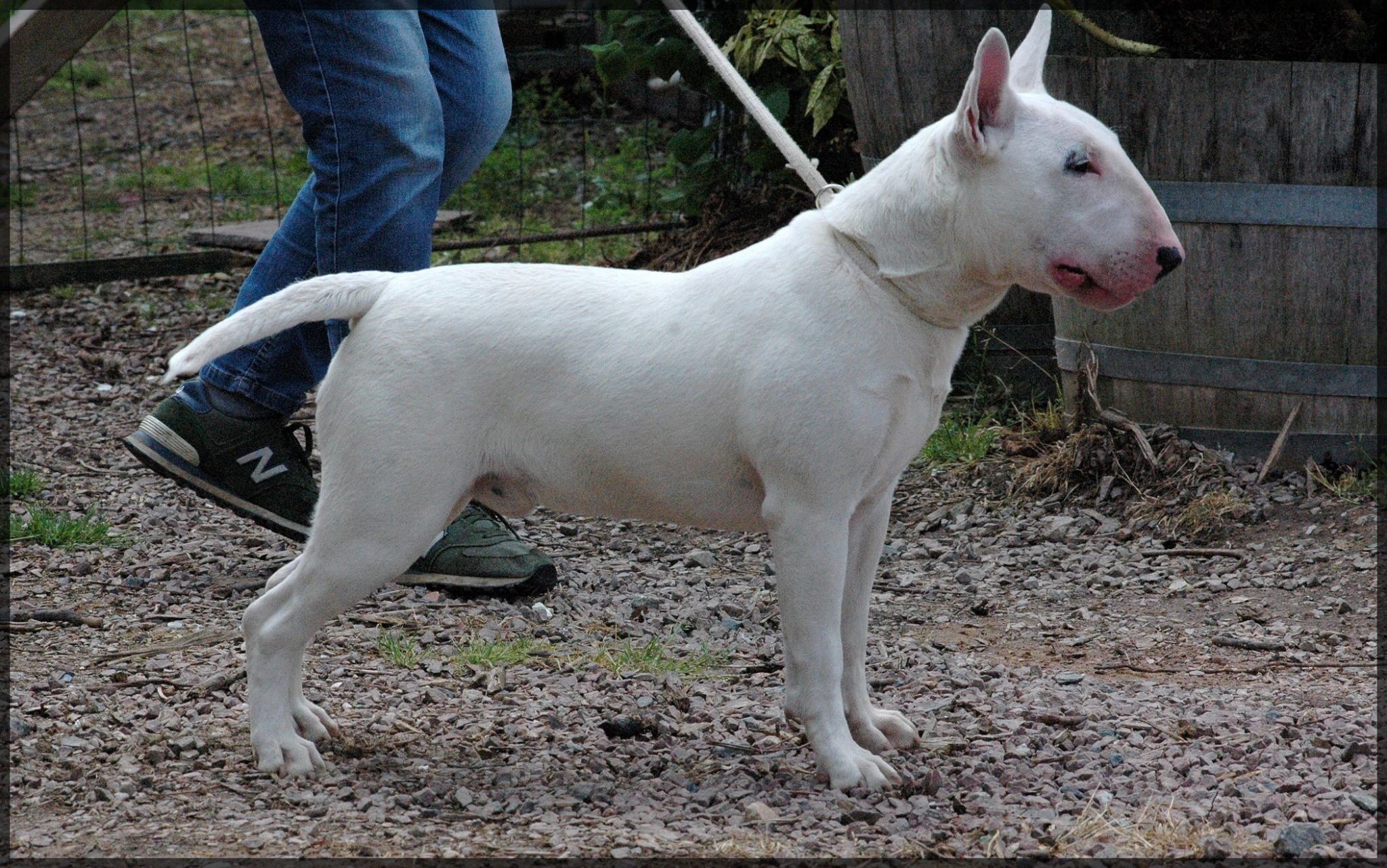 Chien Elevage Famous Bull Inside eleveur de chiens Bull Terrier