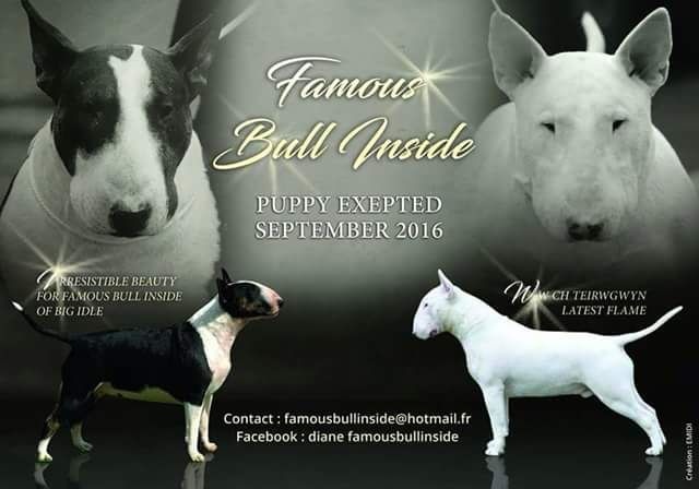 Famous Bull Inside - Bull Terrier - Portée née le 15/09/2016