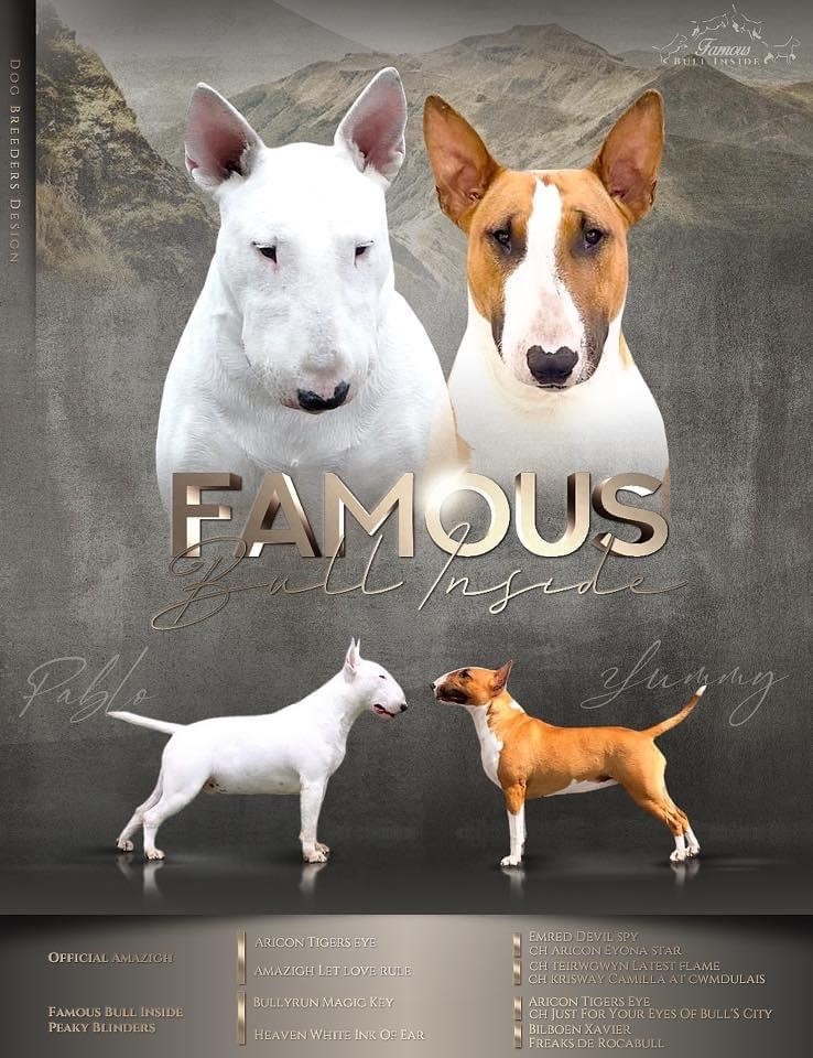 Famous Bull Inside - Bull Terrier - Portée née le 20/07/2021