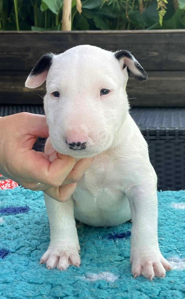 Famous Bull Inside - Chiots disponibles - Bull Terrier