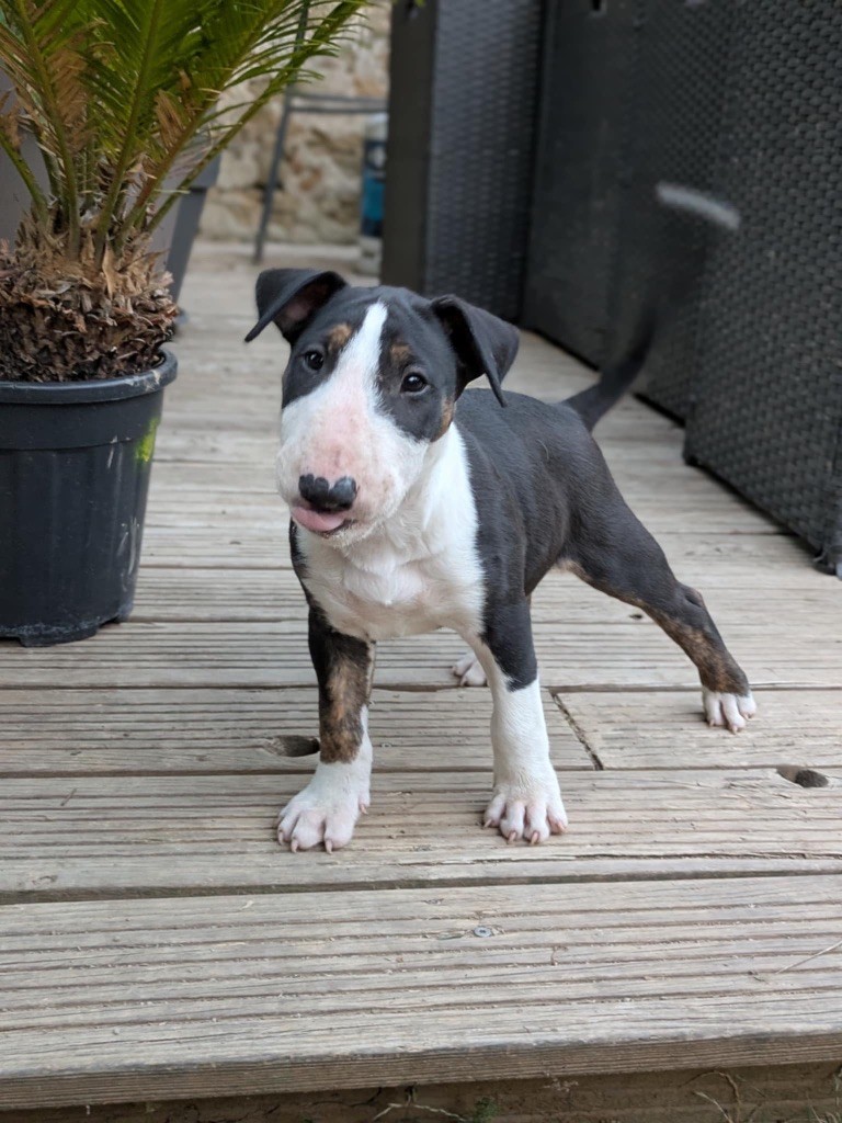 Famous Bull Inside - Chiots disponibles - Bull Terrier
