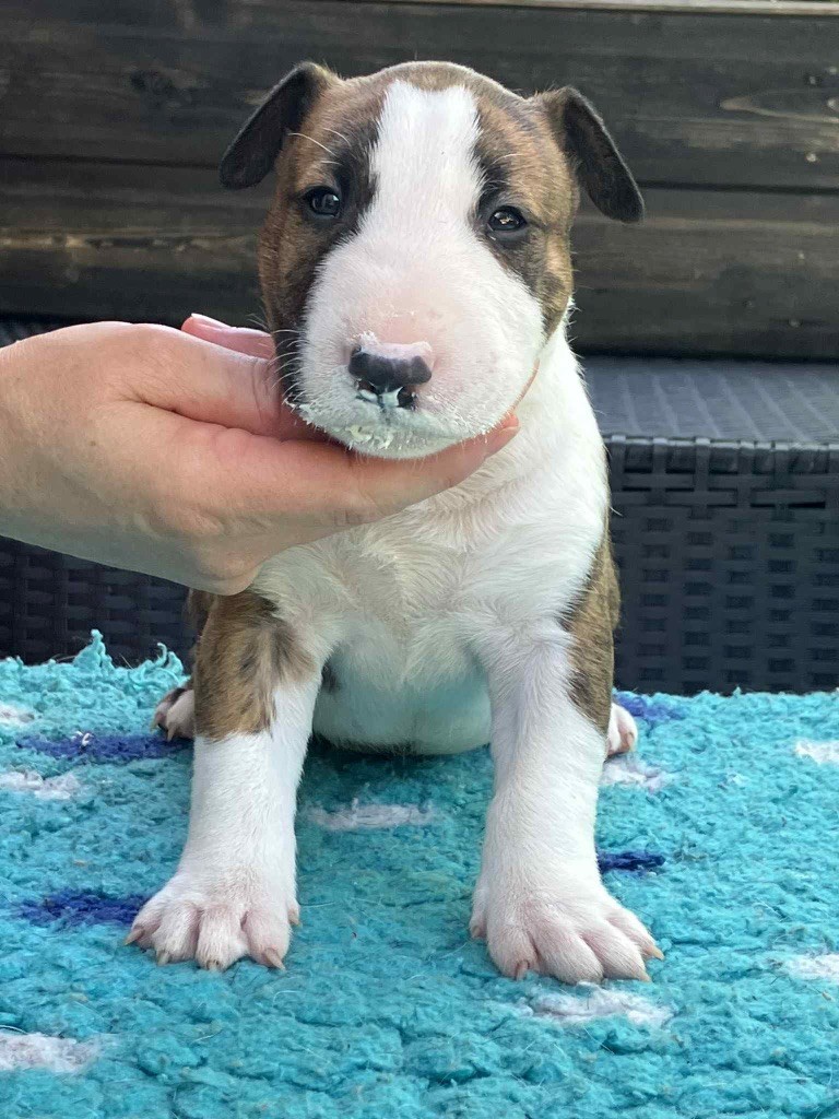 Famous Bull Inside - Chiots disponibles - Bull Terrier