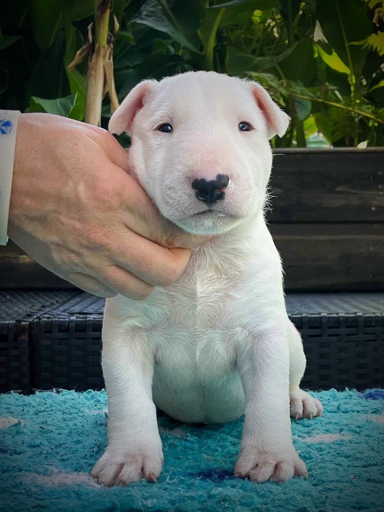 Famous Bull Inside - Chiots disponibles - Bull Terrier
