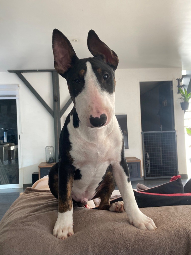 Famous Bull Inside - Chiots disponibles - Bull Terrier