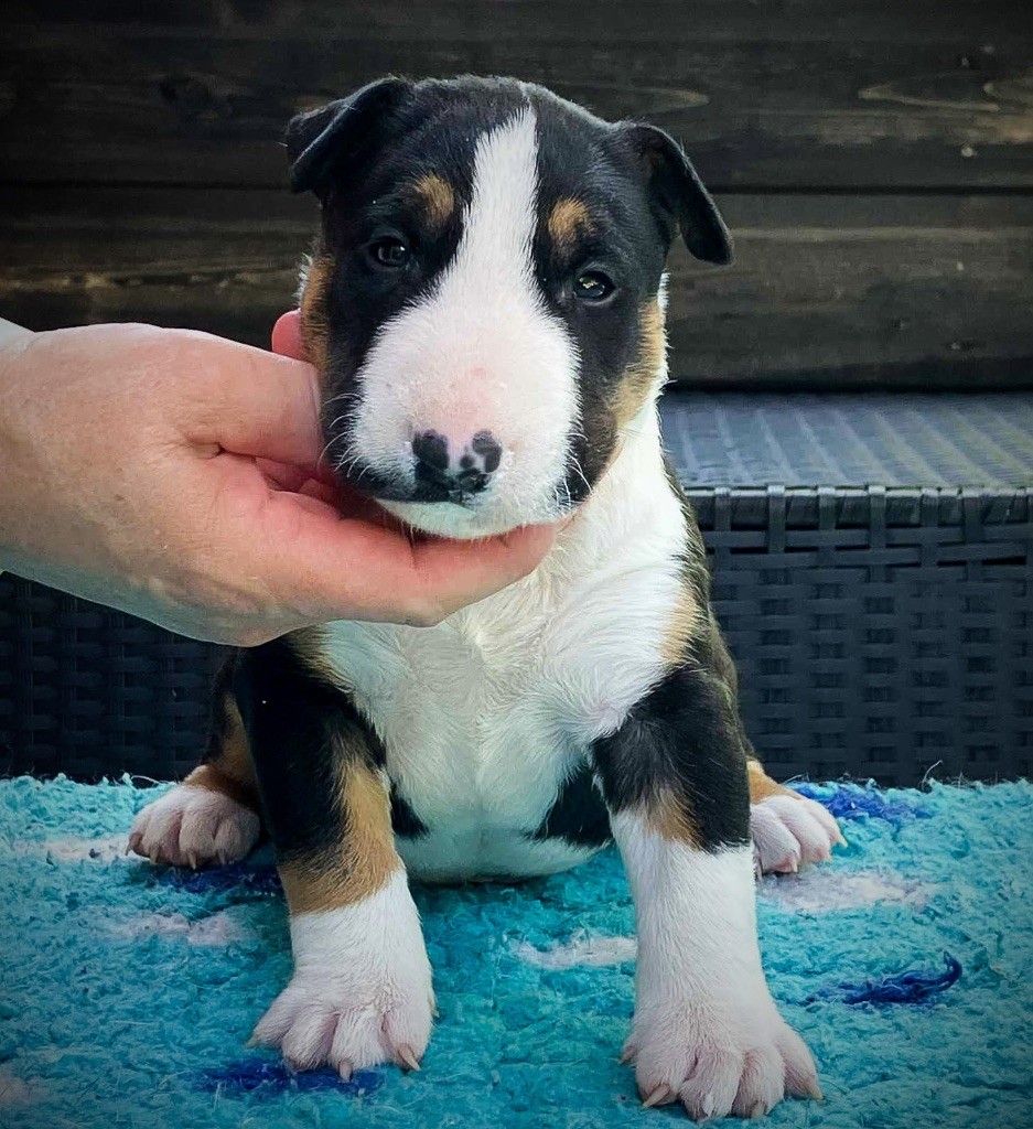 Famous Bull Inside - Chiots disponibles - Bull Terrier