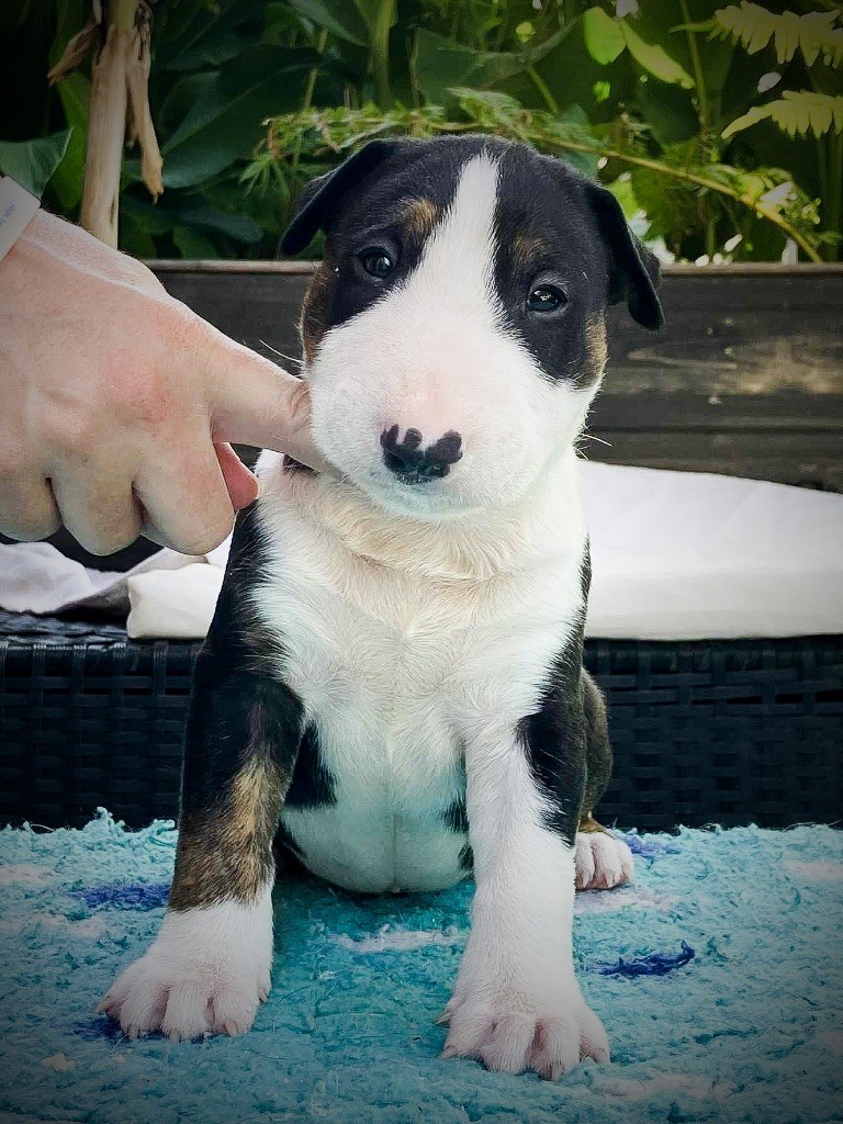 Famous Bull Inside - Chiots disponibles - Bull Terrier