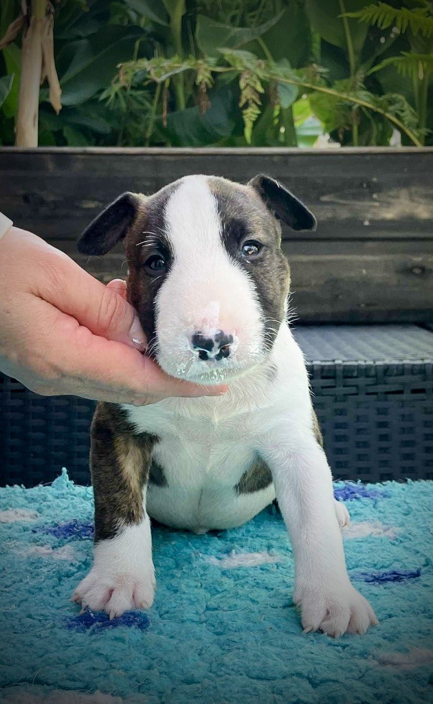 Famous Bull Inside - Chiots disponibles - Bull Terrier